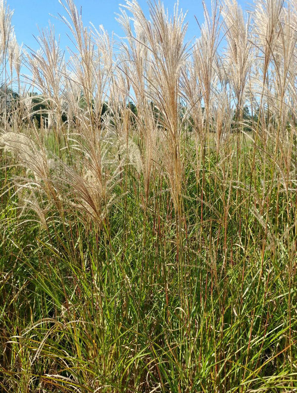 Graziella Maiden Grass - 3 bareroot plants