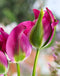 Green Love Viridiflora Tulip - 10 bulbs
