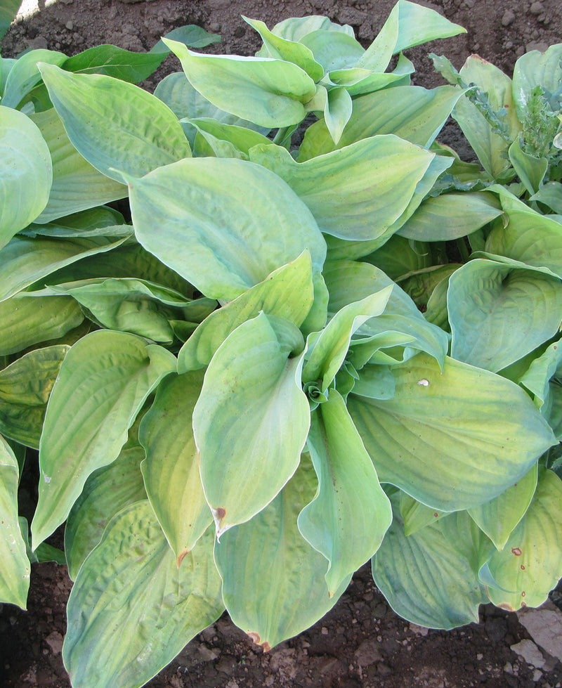 Guacamole Large Leaved Hosta - 3 root divisions