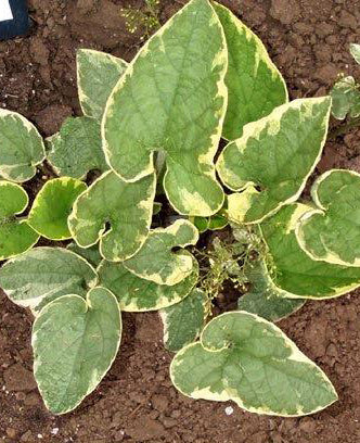 Hadspen Cream Brunnera - 3 root divisions