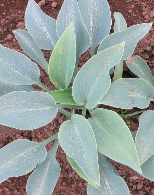 Halcyon Hosta - 3 root divisions