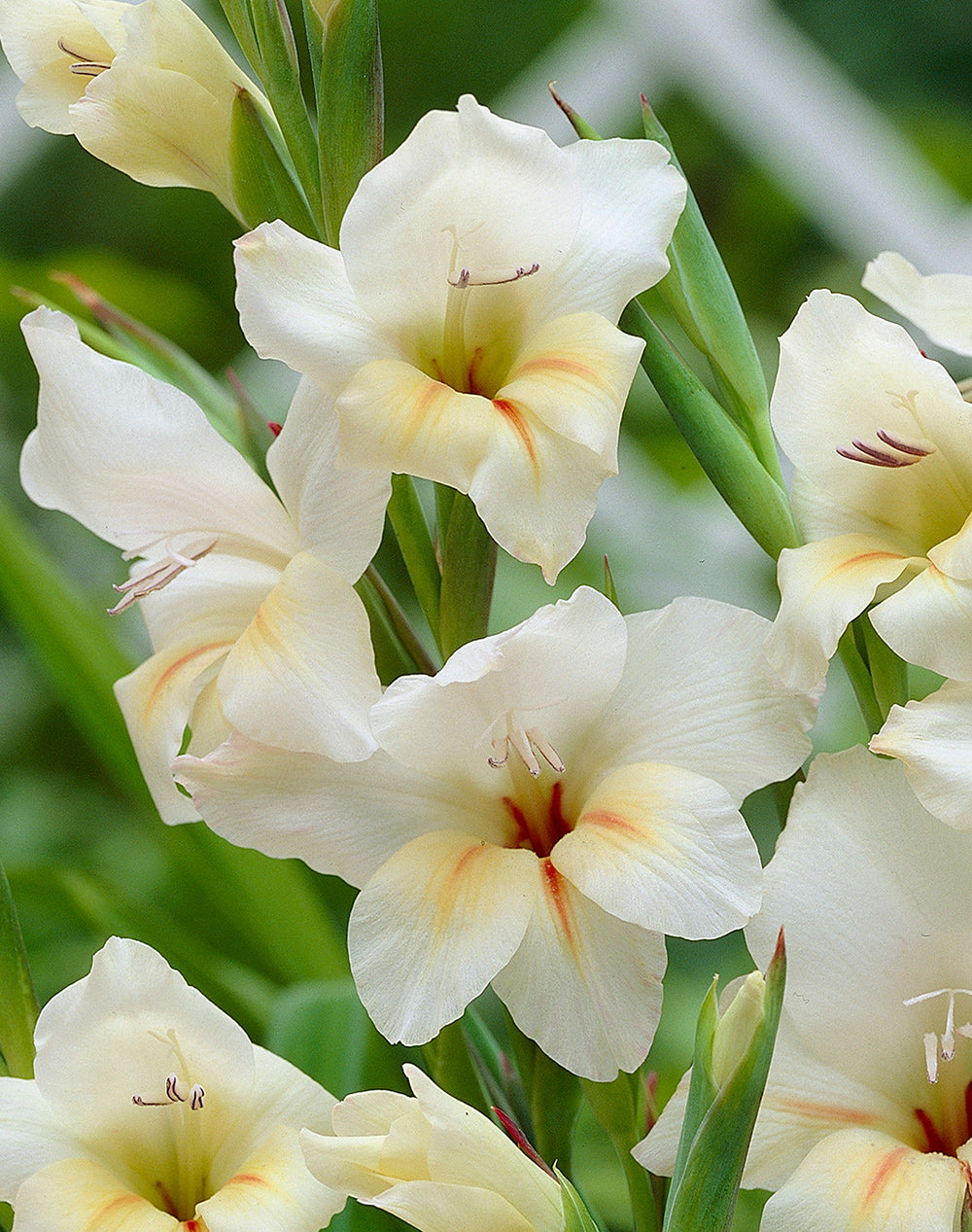 Halley Hardy Gladiolus - 5 bulbs