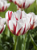 happy_generation_tulip_-_10_bulbs