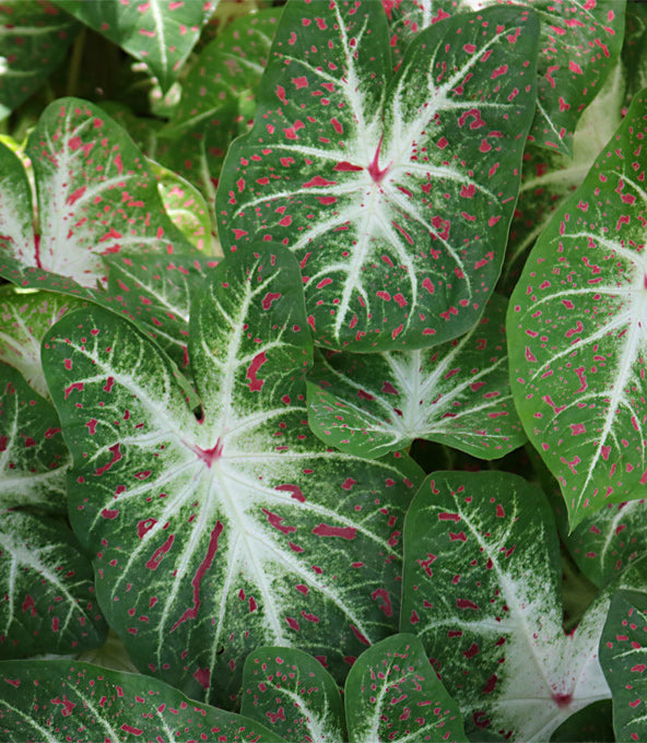 Hearts Desire Fancy Leaved Caladium - 3 tubers