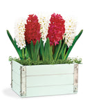 Heavenly Hyacinth Bulb Gift