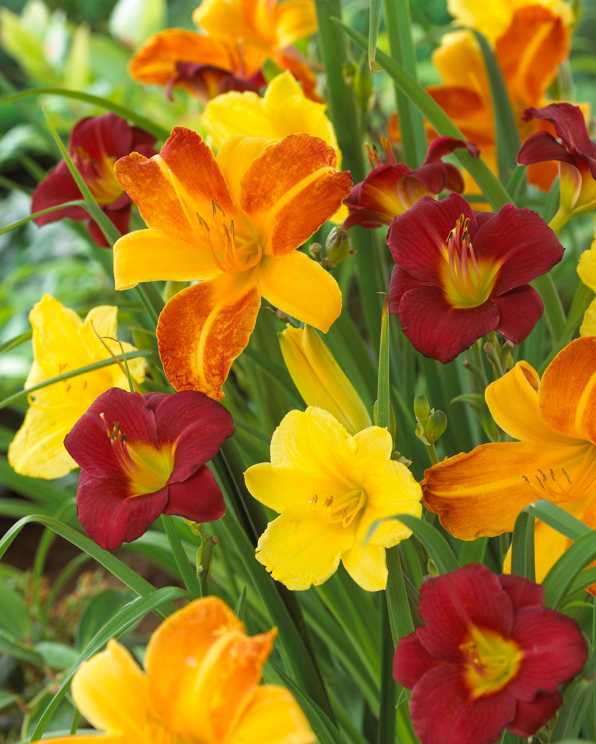 Mixed Reblooming Daylilies - 9 root divisions