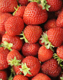 Honeoye Junebearer Strawberry - 10 root divisions