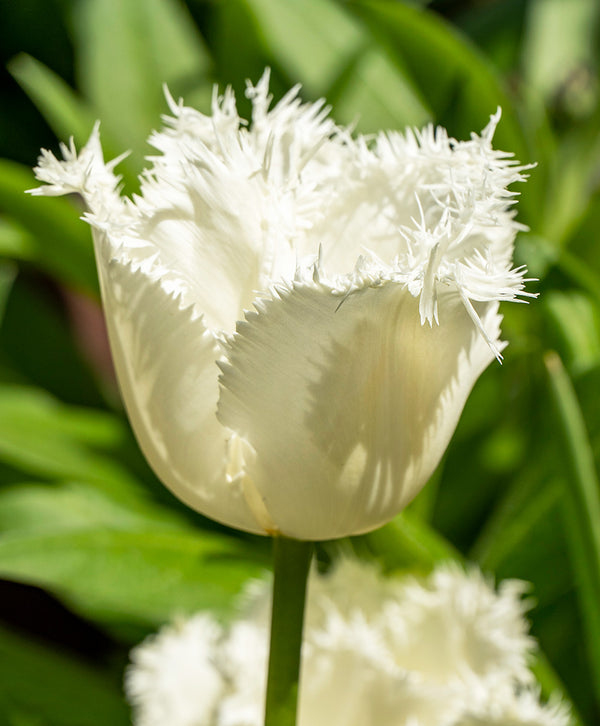 Honeymoon Fringed Tulip - 10 bulbs