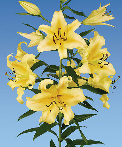 Honeymoon Orienpet Lily - 5 bulbs