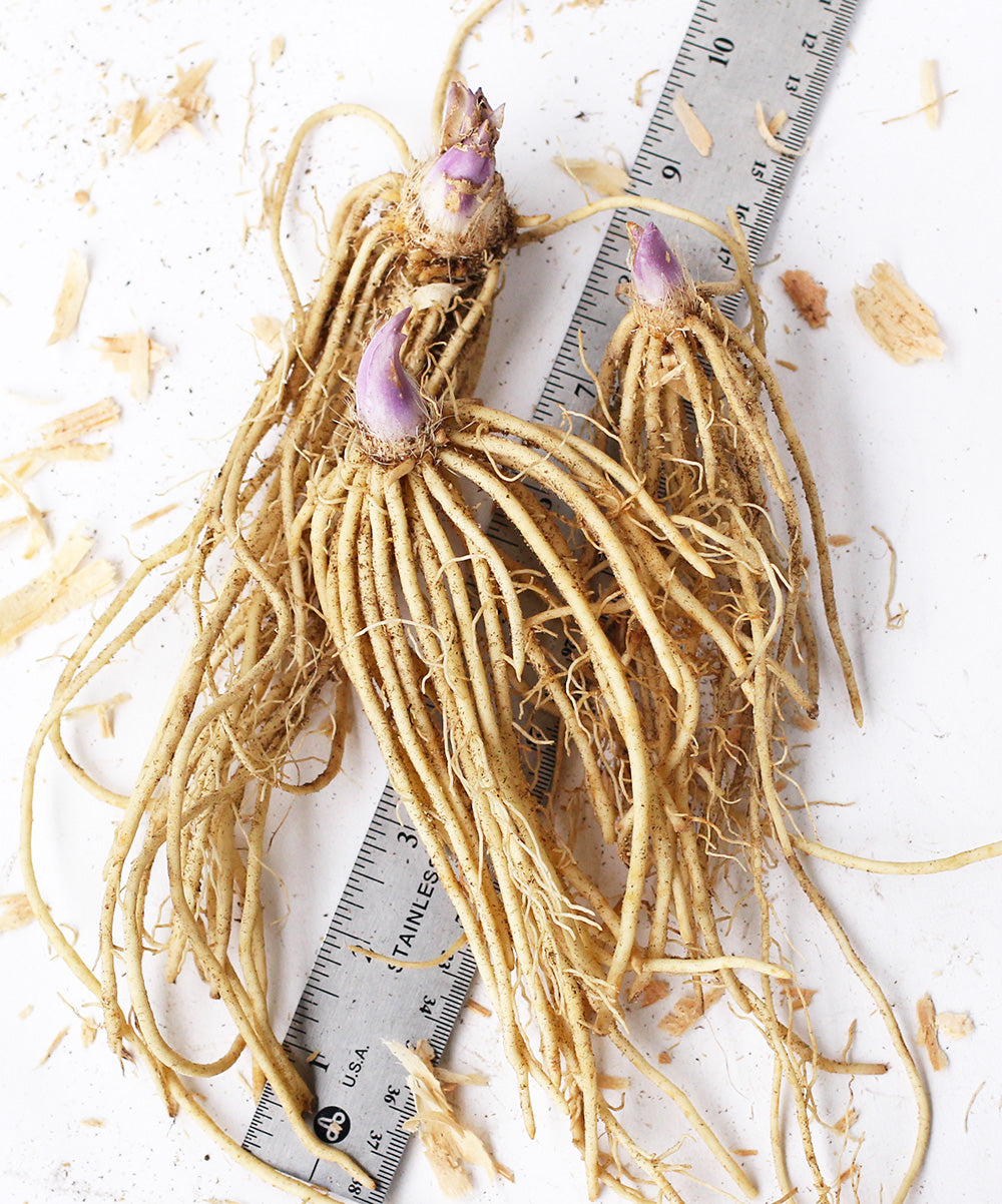 Hosta Root System Wide Brim Hosta - 3 root divisions β BloomingBulb