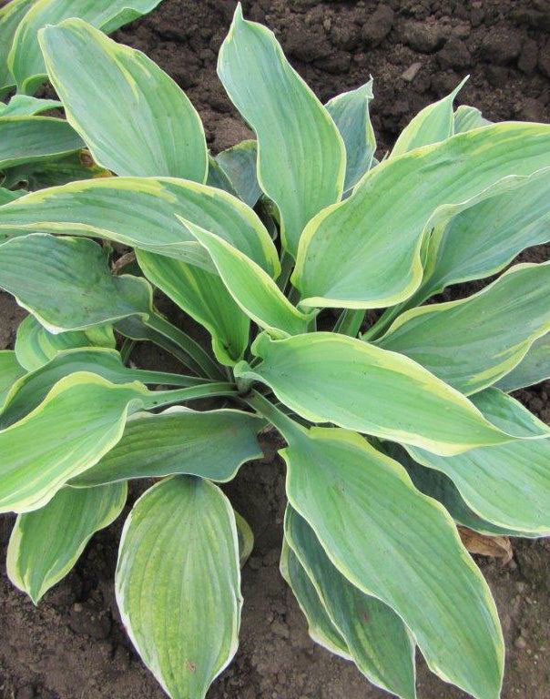 Earth Angel Large Leaved Hosta - 3 root divisions