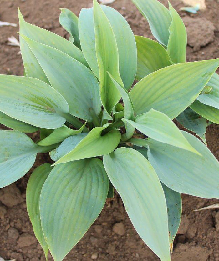 Fragrant Blue Hosta - 3 root divisions