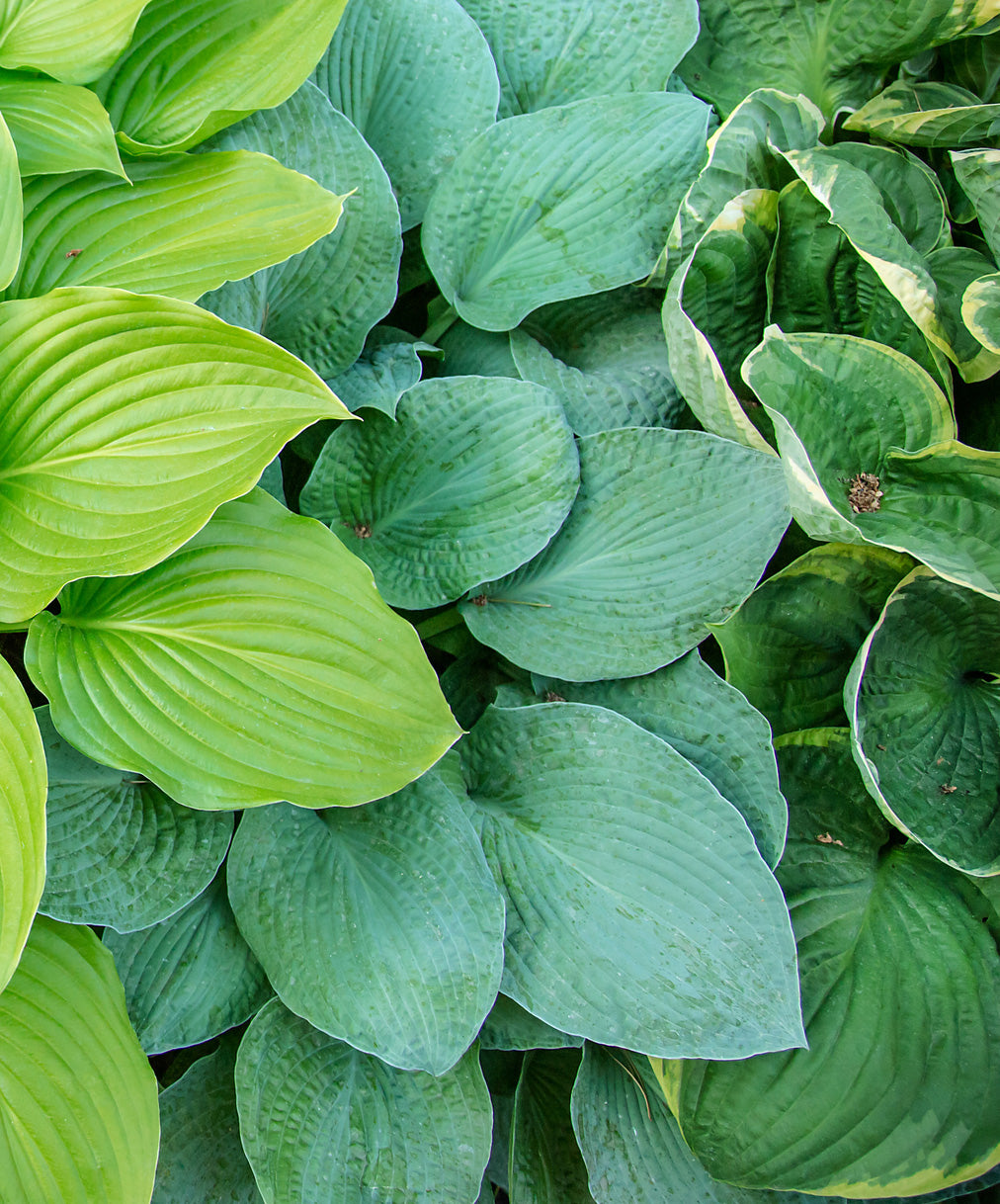 Mixed Large Leaved Hostas - 9 root divisions