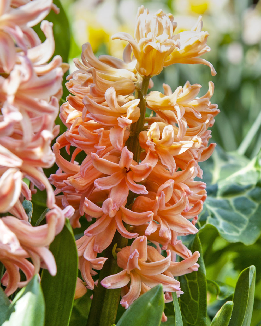 Gypsy Queen Hyacinth - 10 bulbs