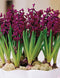 woodstock-hyacinth-10-bulbs