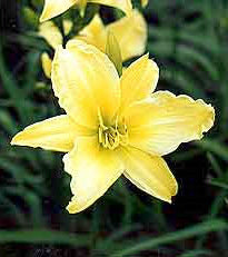Hyperion Daylily - 3 root divisions