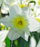 Ice Follies Large Cup Daffodil - 10 bulbs