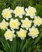 Ice King Double Daffodil - 10 bulbs