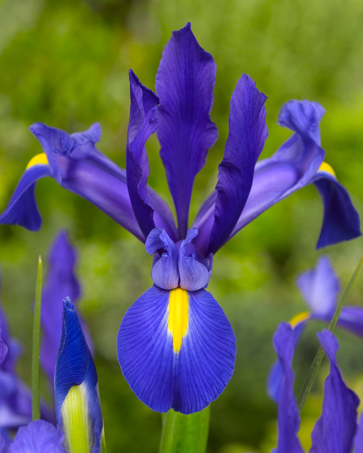 Blue Magic Iris hollandica - 10 bulbs