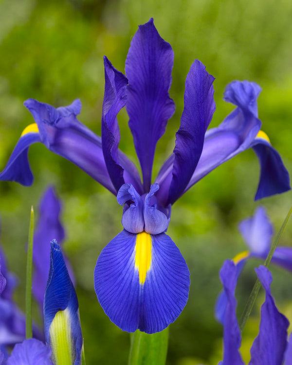 Blue Magic Iris hollandica - 10 bulbs