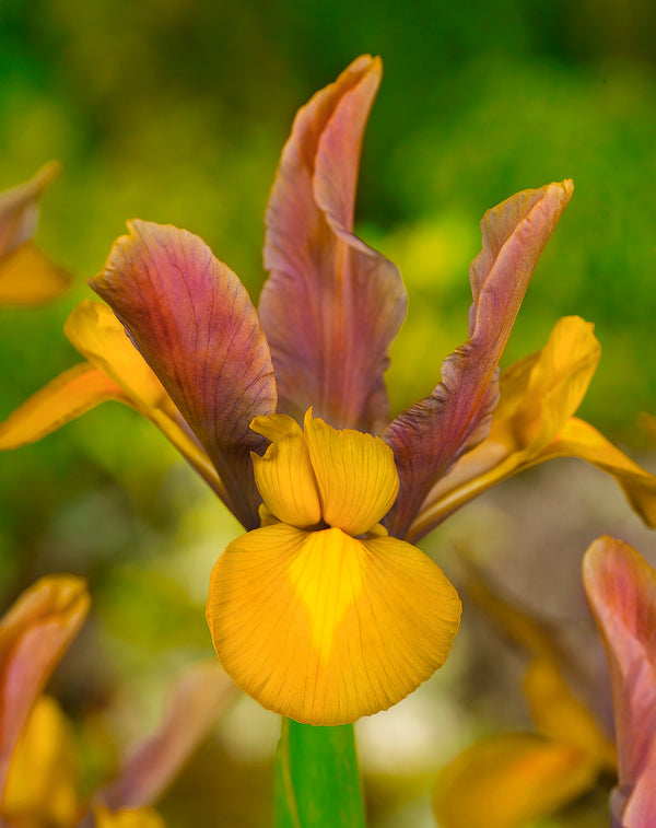 Bronze Perfection Iris hollandica - 10 bulbs