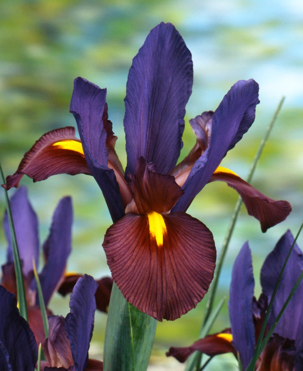 Eye of the Tiger Iris hollandica - 10 bulbs