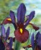 Eye of the Tiger Iris hollandica - 10 bulbs