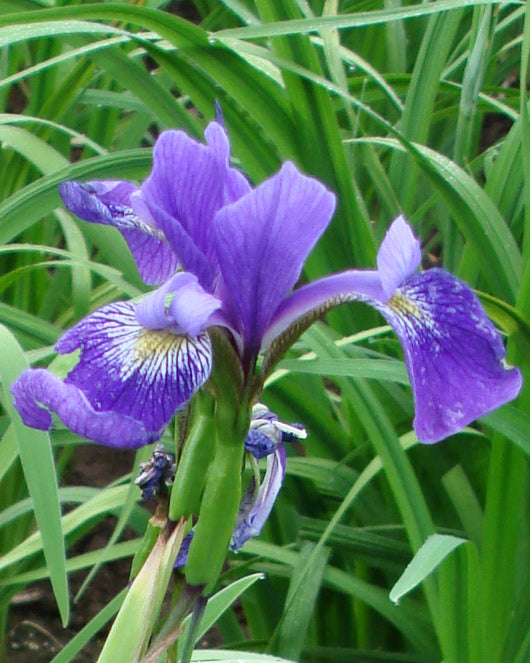 Gerald Darby Compact Iris - 3 root divisions