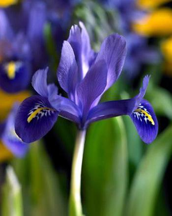 Harmony Dwarf Iris reticulata - 10 bulbs