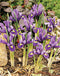J.S. Dijt Dwarf Iris reticulata - 10 bulbs