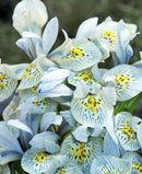Katharine Hodgkin Iris histriodes - 10 bulbs