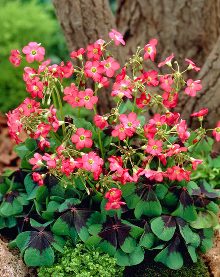 Iron Cross Oxalis - 35 bulbs