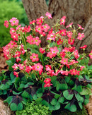 Iron Cross Oxalis - 25 bulbs