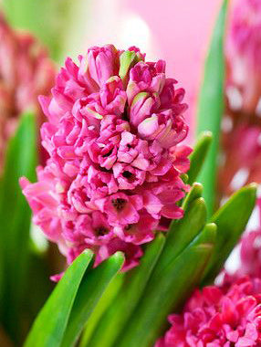 Jan Bos Hyacinth - 10 bulbs