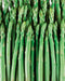 Jersey Giant Asparagus Crowns - 10 root divisions