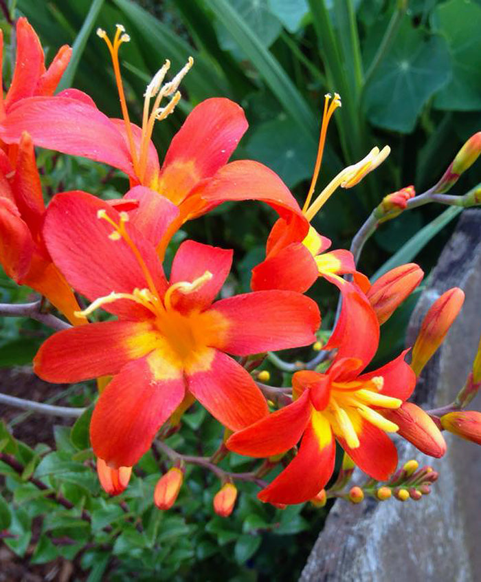 Jochem Crocosmia - 5 bulbs