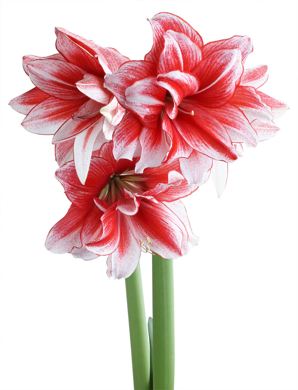 Joker® Sonata Amaryllis - 20-22 cm bulb