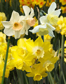 Mixed Fragrant Jonquilla Daffodils - 30 bulbs