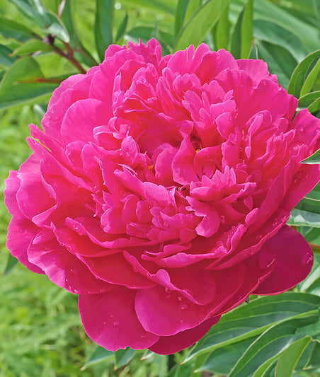 Kansas Peony - 1 root division