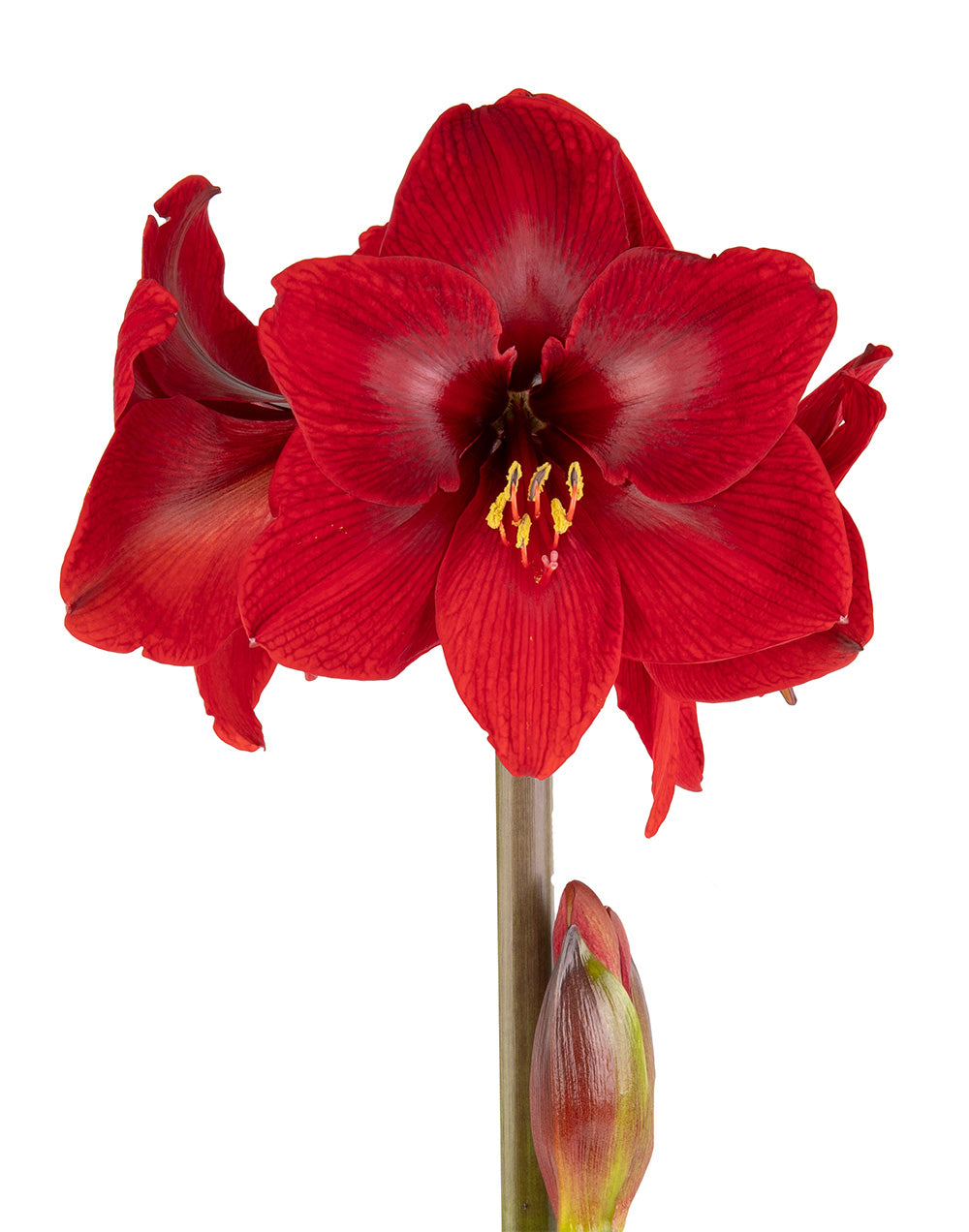 Karoo® Symphony Amaryllis - 26-28 cm bulb