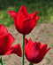 Kingsblood Tulip - 10 bulbs