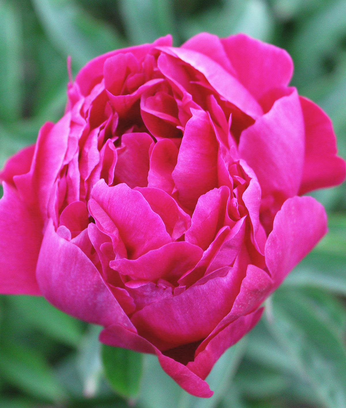 Koppius Peony - 1 root division