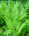 Lady Fern - 3 root divisions