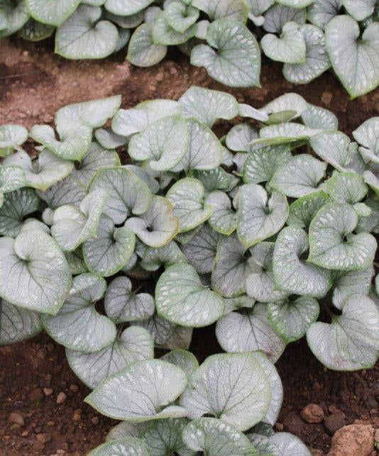 Langtrees Brunnera - 3 root divisions