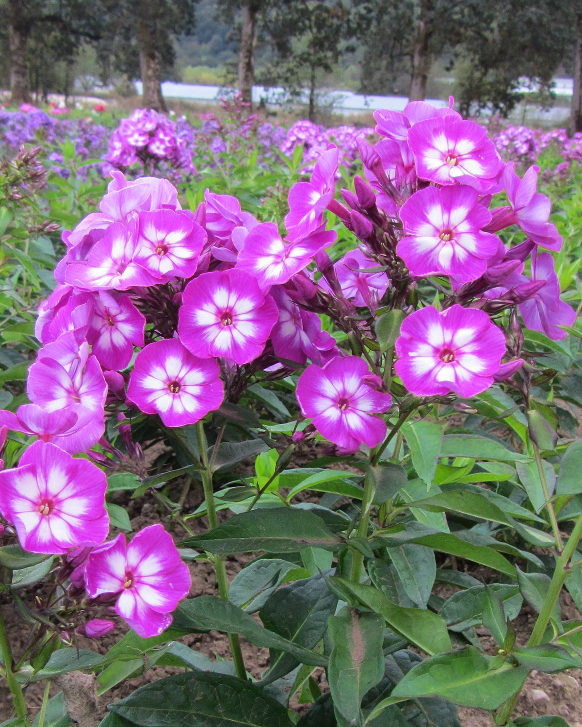 Laura Tall Summer Phlox - 3 root divisions