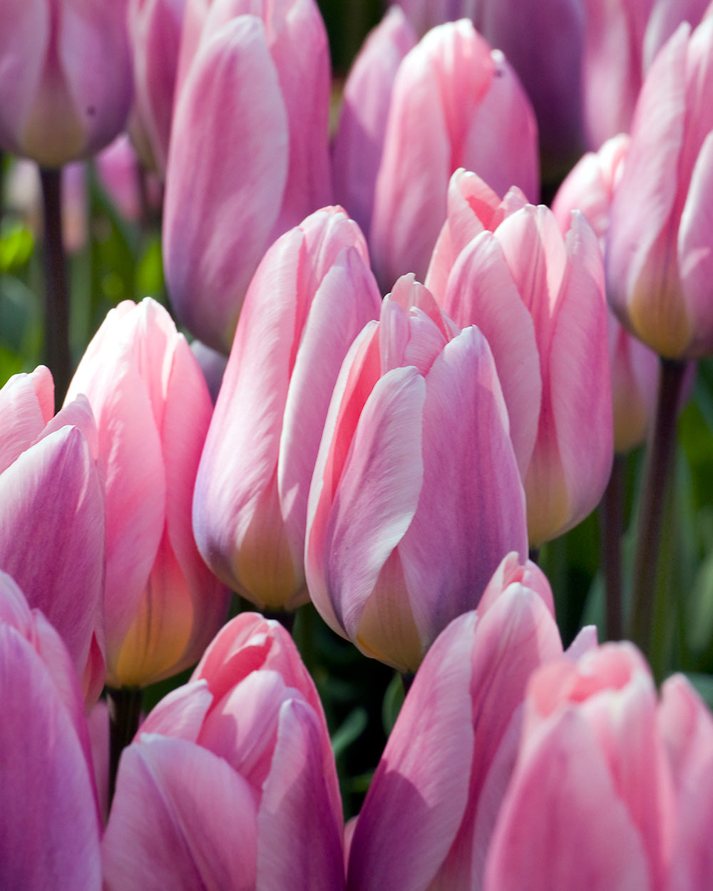 Light and Dreamy Darwin Hybrid Tulip - 10 bulbs