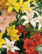 Mixed Asiatic Lilies - 15 bulbs