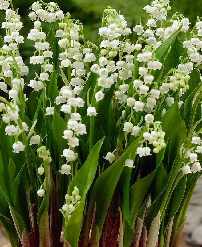 Lily of the Valley - 5 Root Divisions