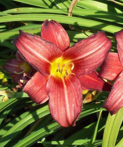 Little Business Daylily - 3 root divisions