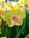 Lorikeet Trumpet Daffodil - 10 bulbs